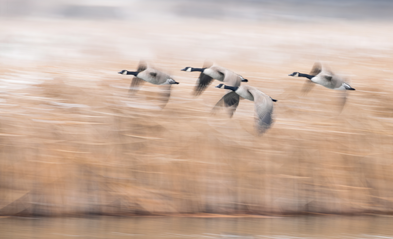 canada geese