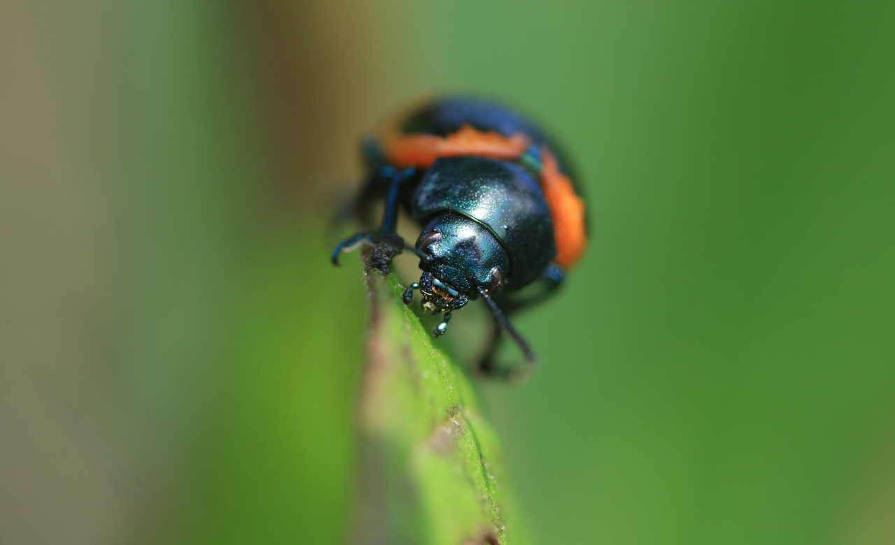 Asclepiad eater
