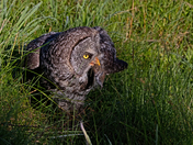 Great Grey Owl