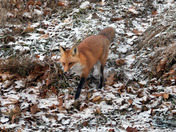 Red Fox