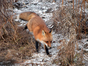 Red Fox