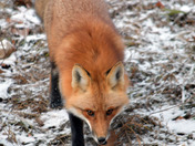 Red Fox