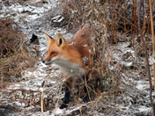 Red Fox