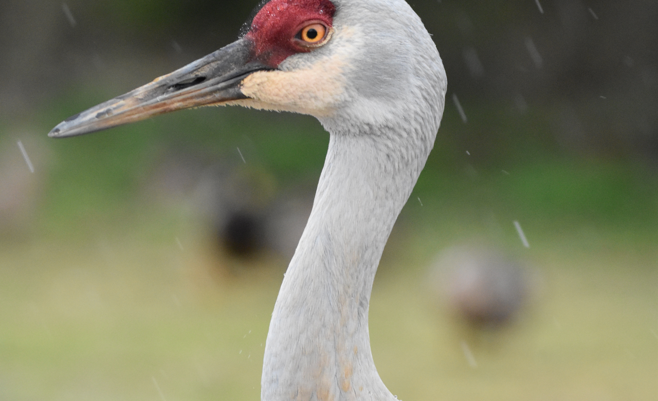 Crane in the rain