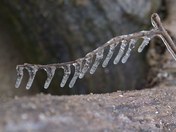 Icicle ribs