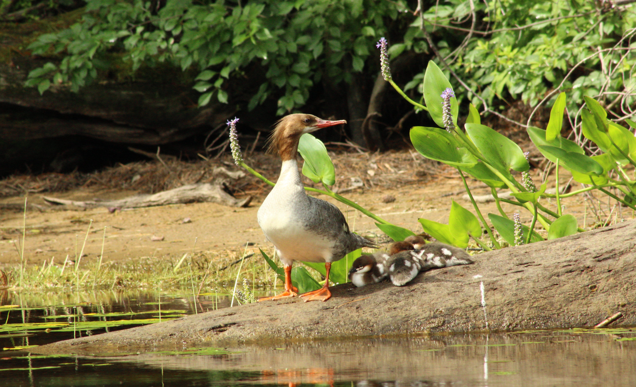 Common Merganser