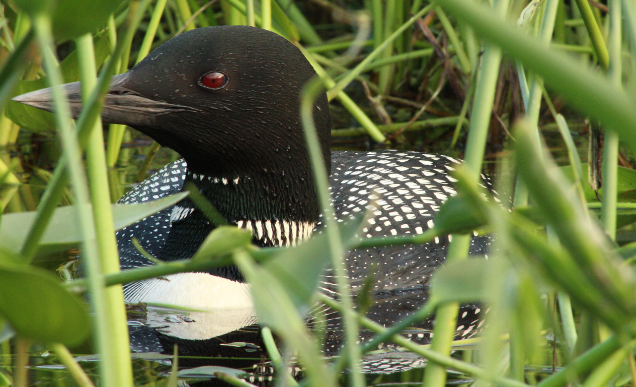 Loon Closeup 2