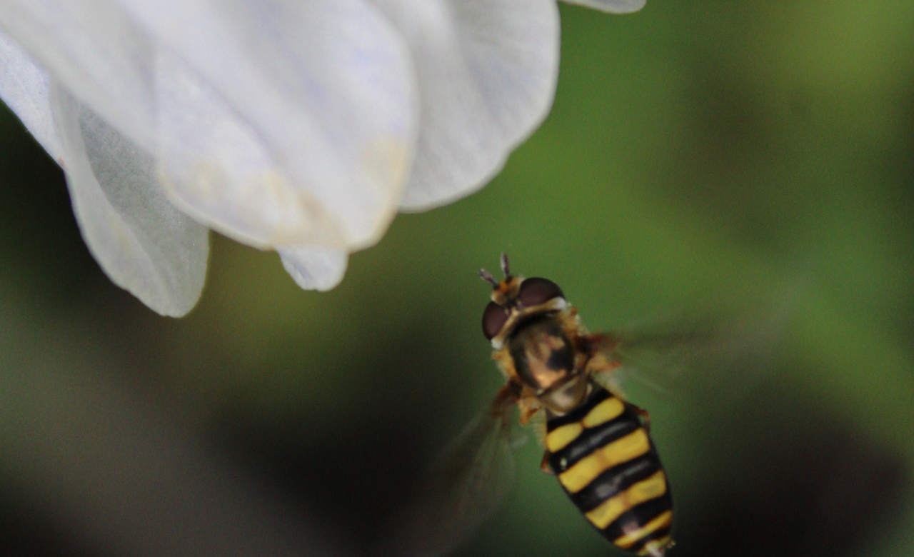 Hoverfly 
