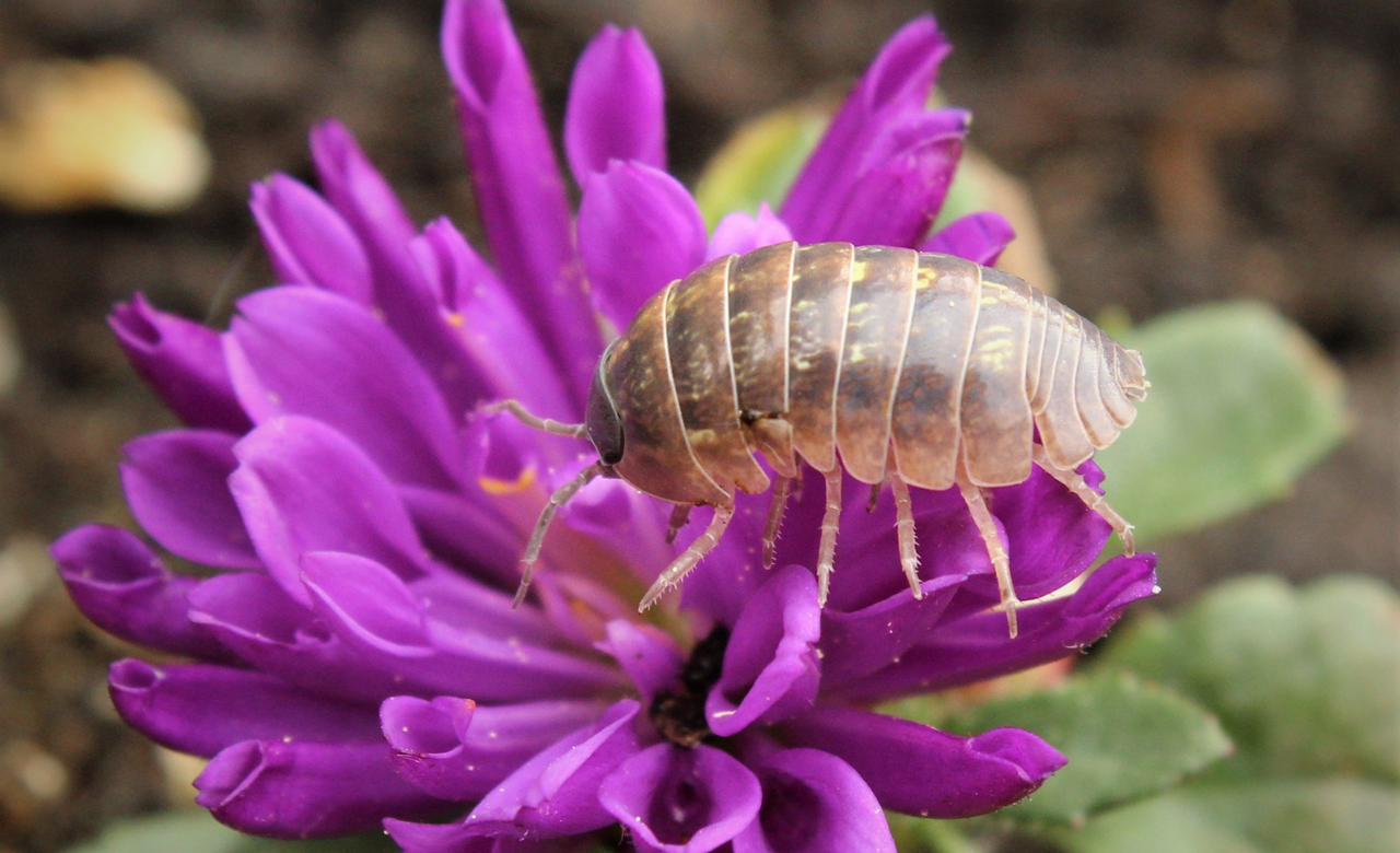 Pill Bug