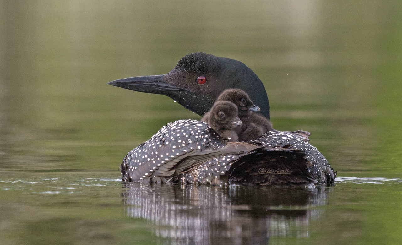 Common Loon family