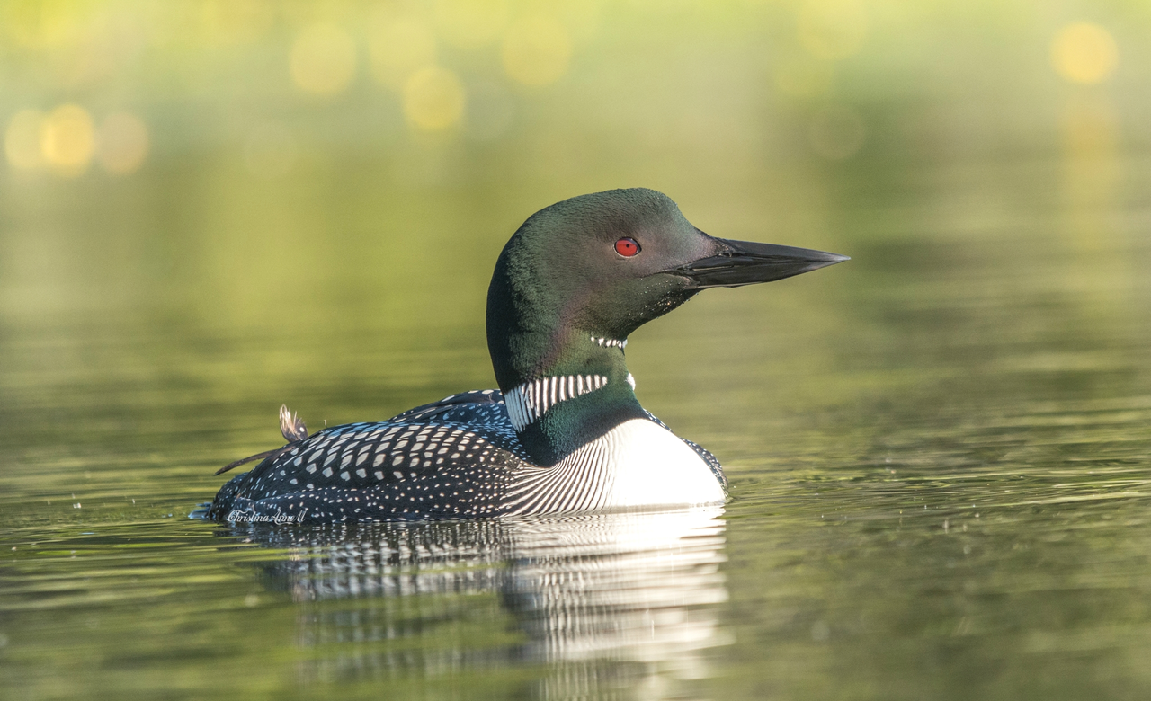 Common Loon