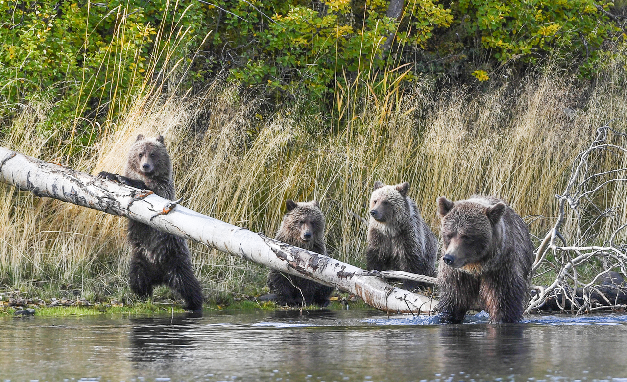 Triplets At Play