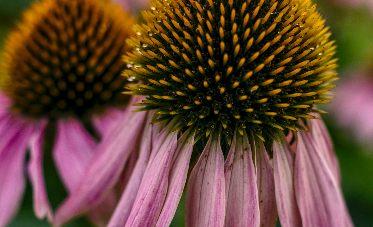 Downtown Echinacea 