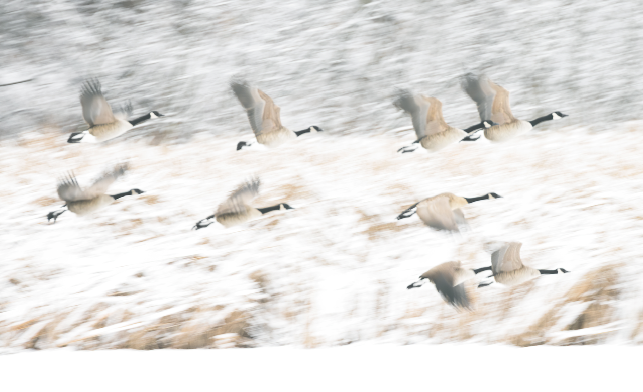Geese