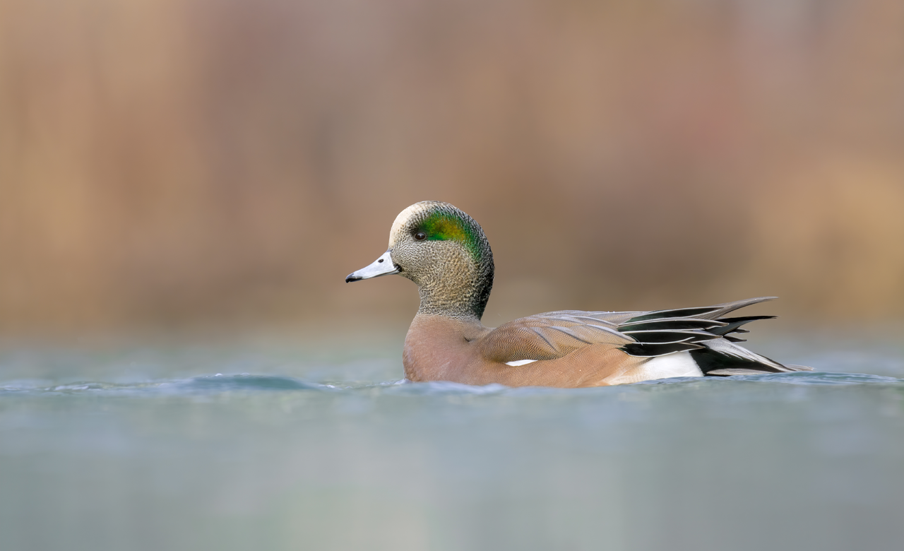 Wigeon