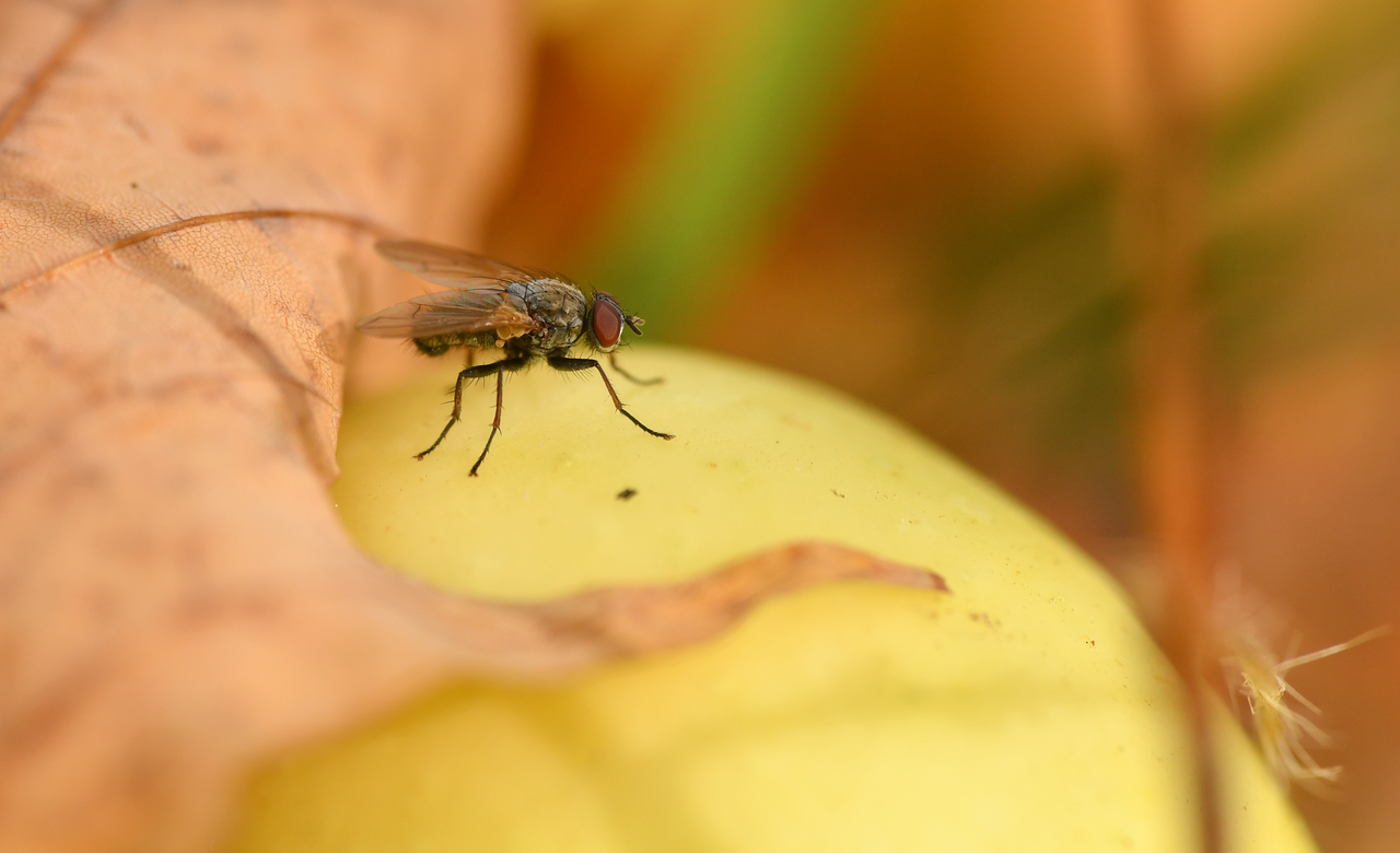 Fall Feast