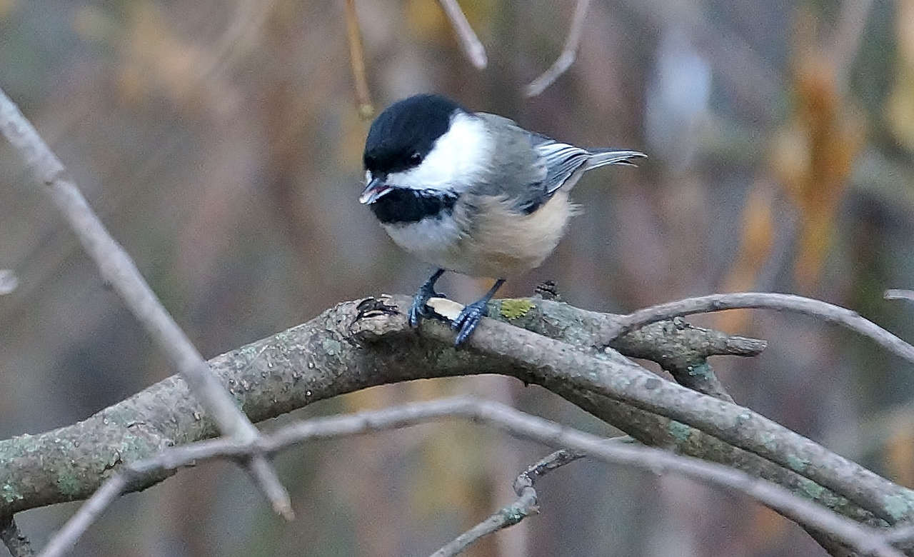 Black-capped Chickadee