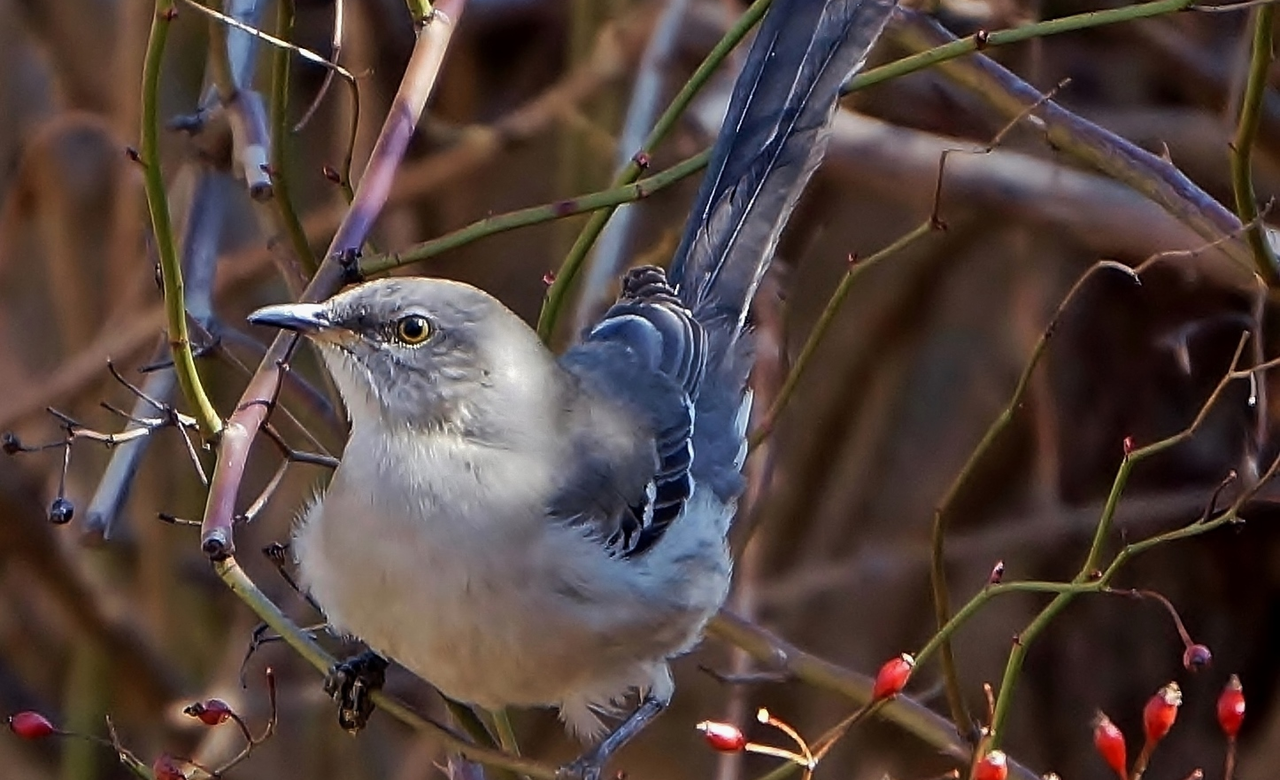 Northern Mockingbird