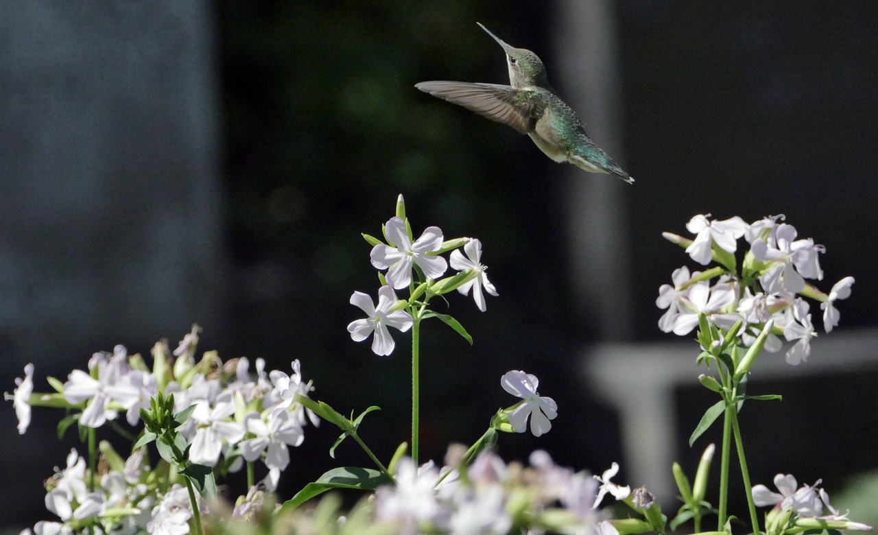 Little angel/Petit ange 22