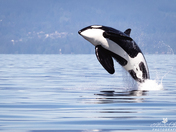 Breaching orca