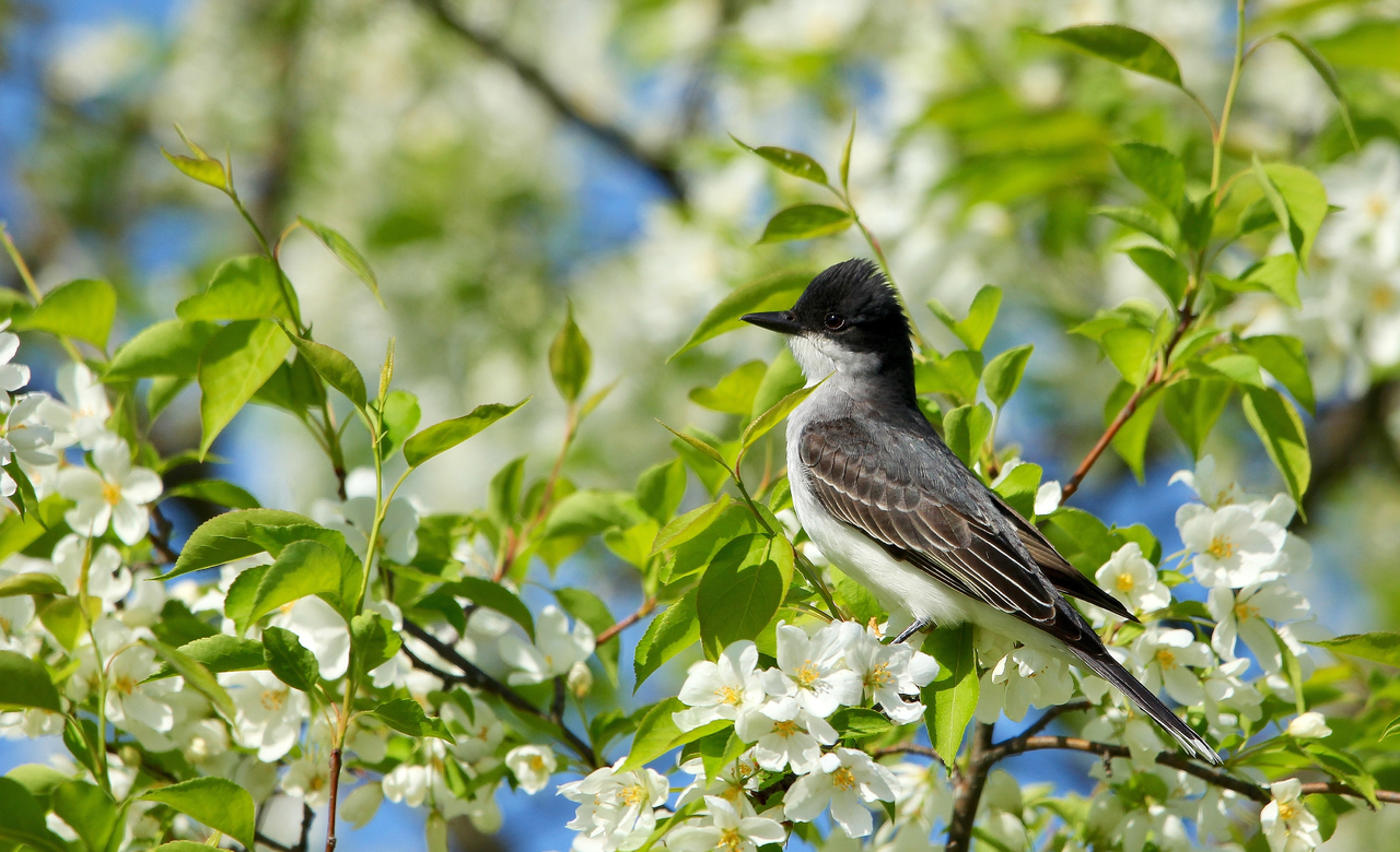 Eastern Kingbird