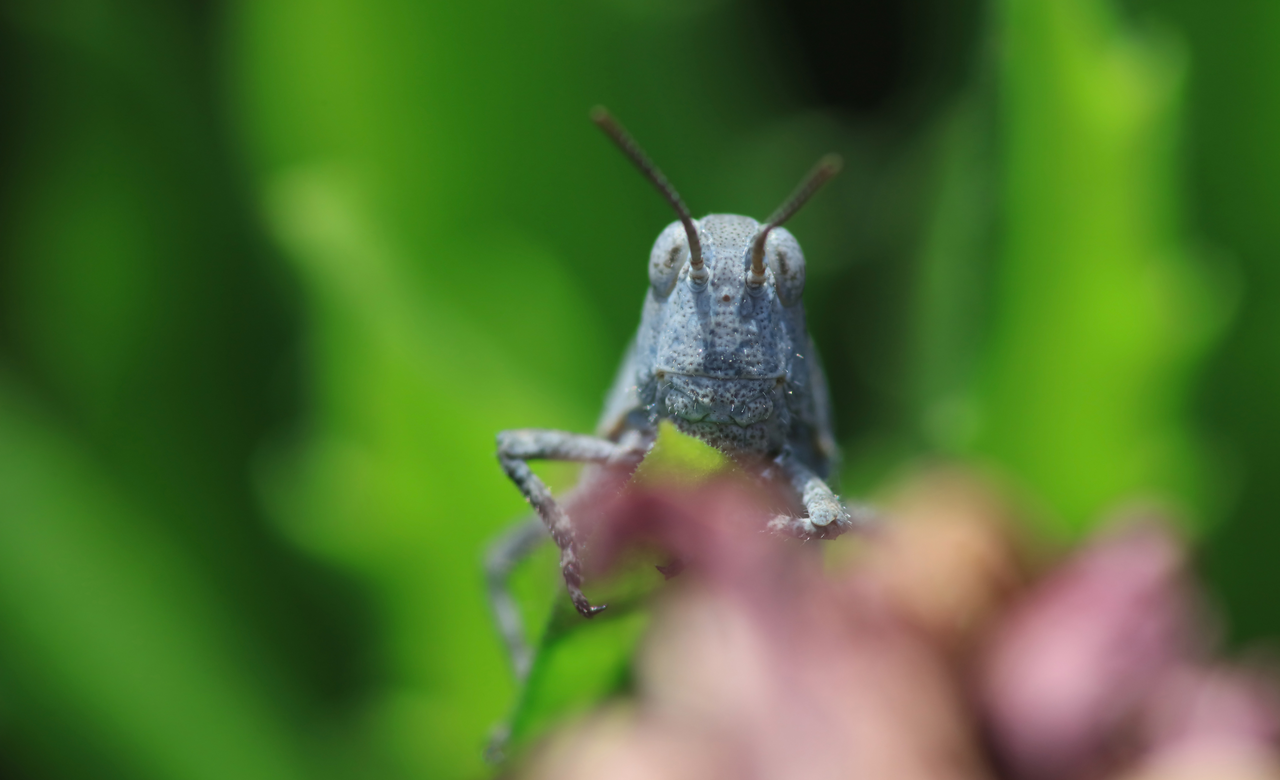Antennas