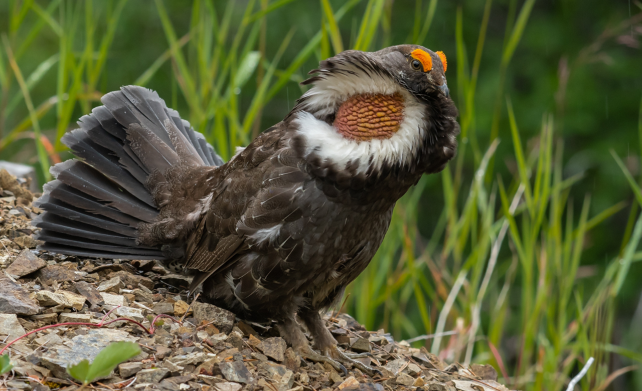 Strutting his stuff