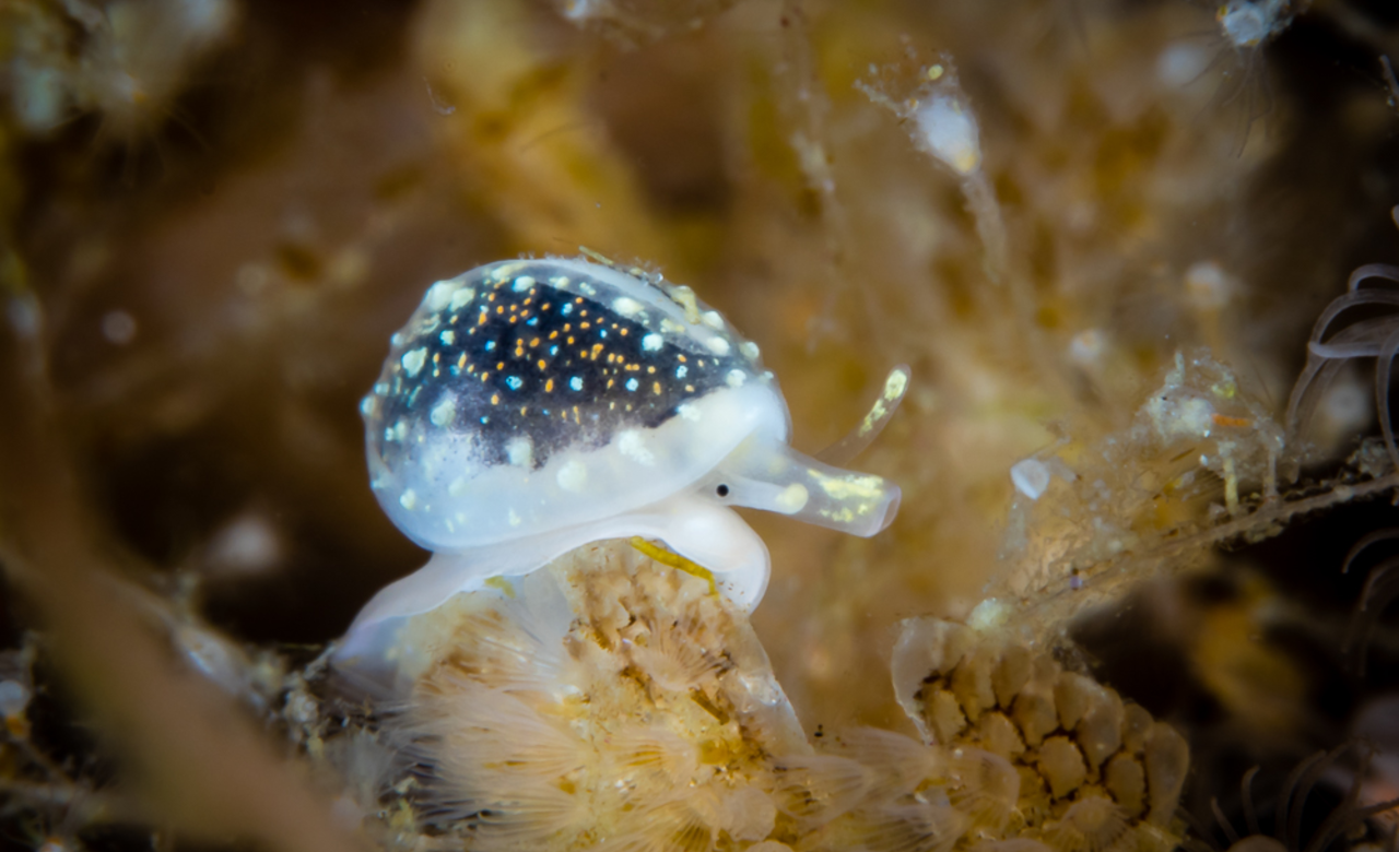  A Snails Life Underwater