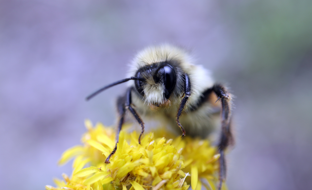 Two-ranked Bumble Bee