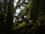 Let The Sun Shine and the Salmon Run