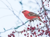 Pine Grosbeak eating winter crab apple