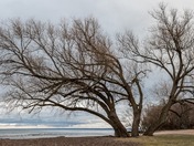 Large Tree on Oakville Beach