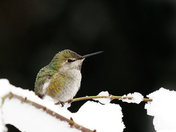 Hummingbird in snow