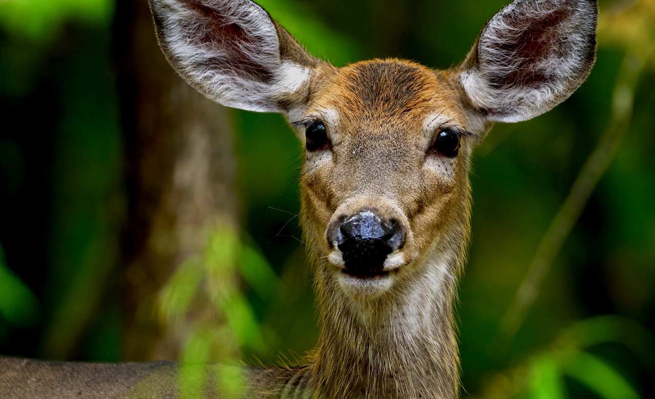 Doe portrait