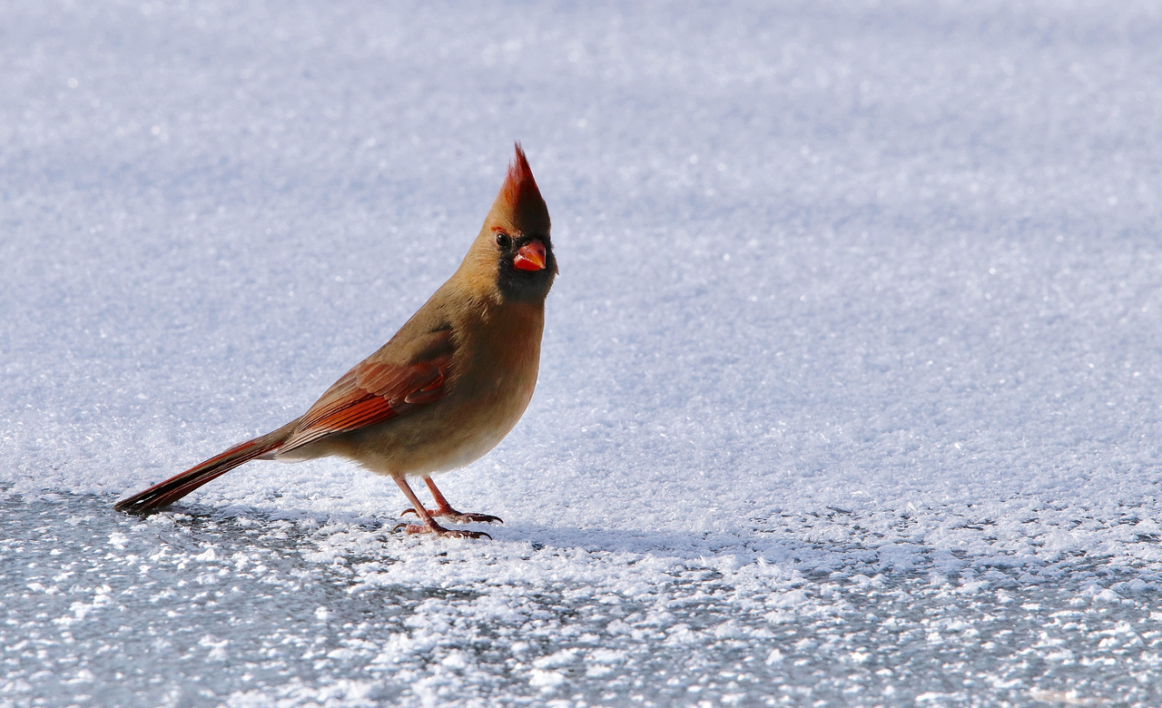 Female Northern Cardinal