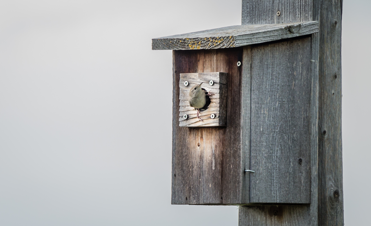 House Wren