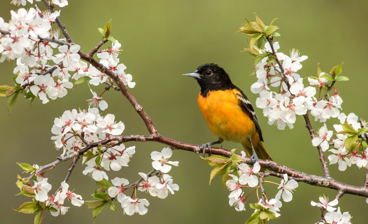 Baltimore Oriole on Blossoms