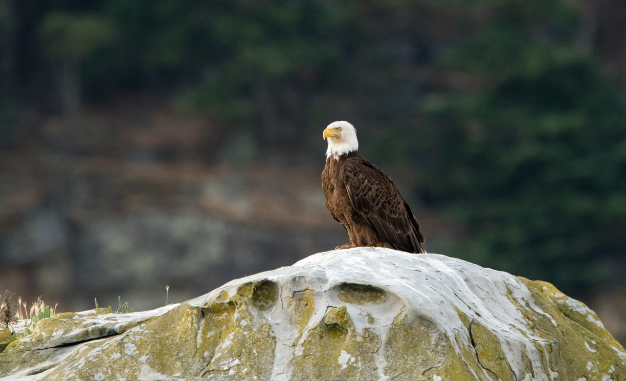 Bald Eagle on the Rocks