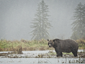 Mama Grizzly of the Estuary