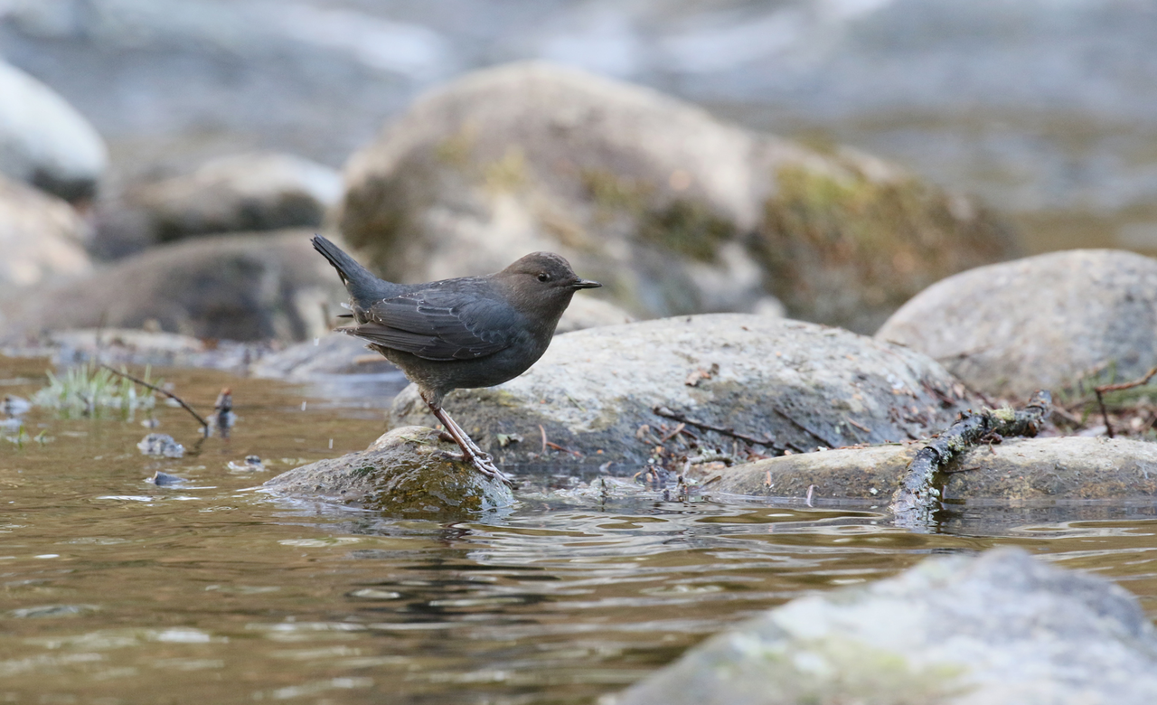 Dipper