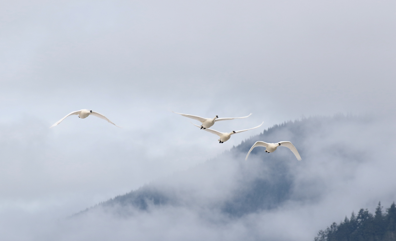 Trumpeter Swans