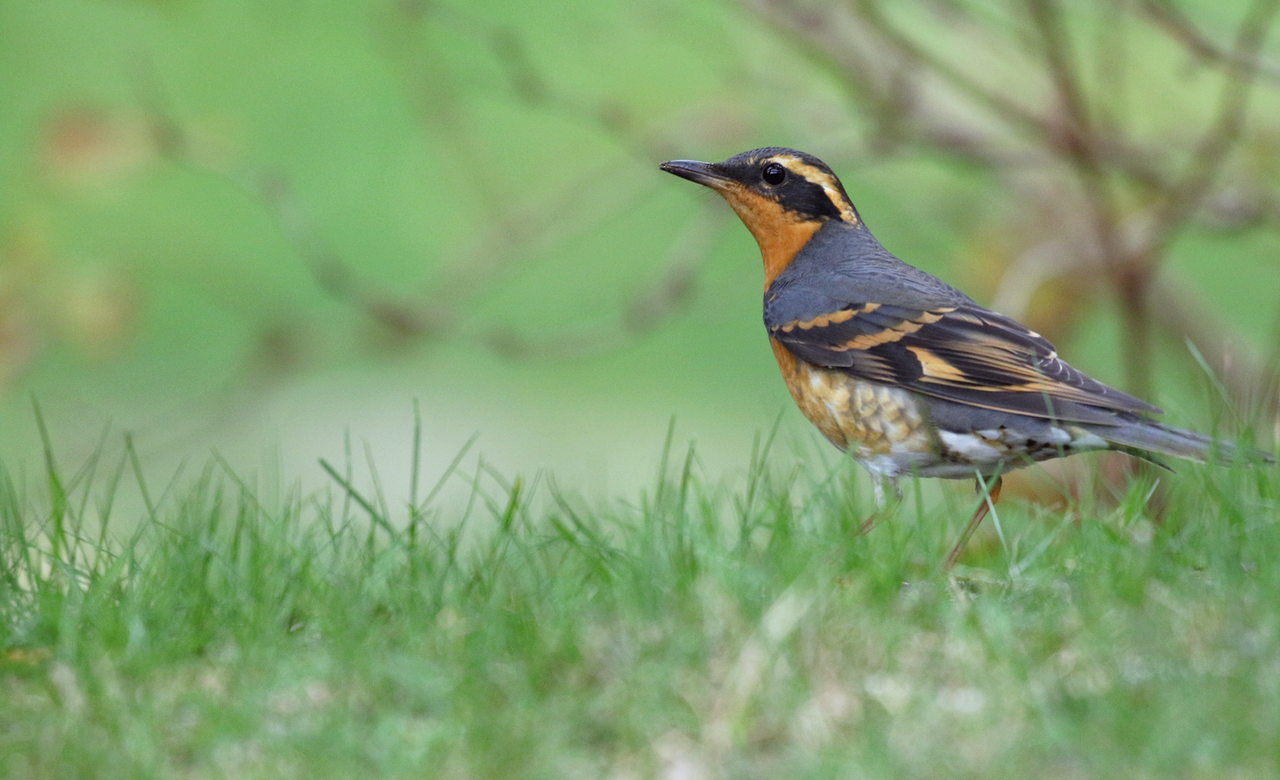 Varied Thrush