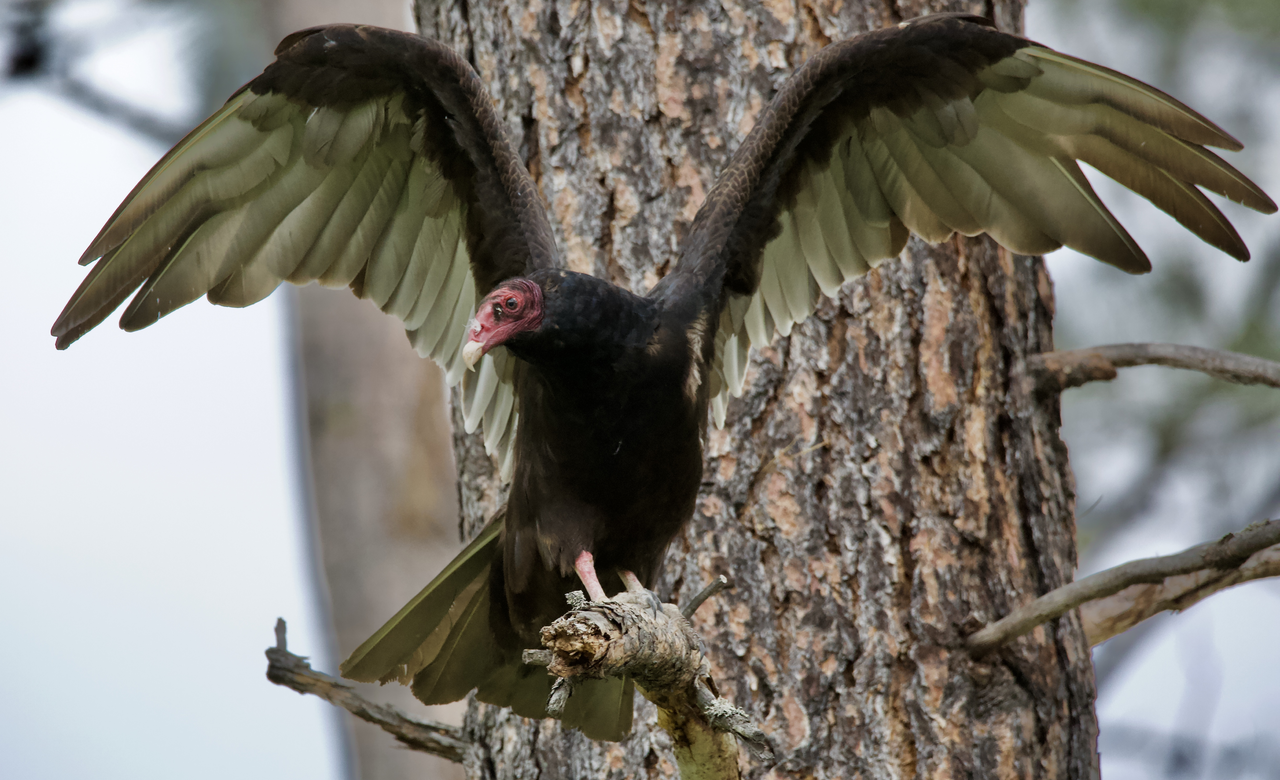 'Turkey Vulture Airing'