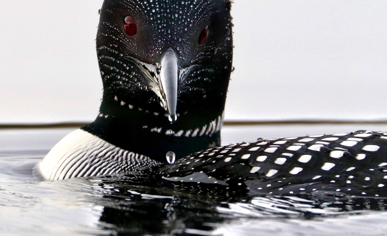Loon Intensity 