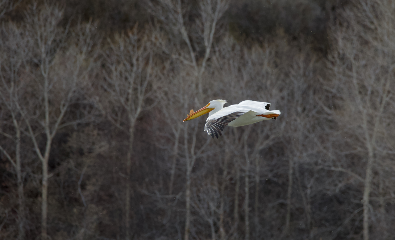 'Pelican Glide'