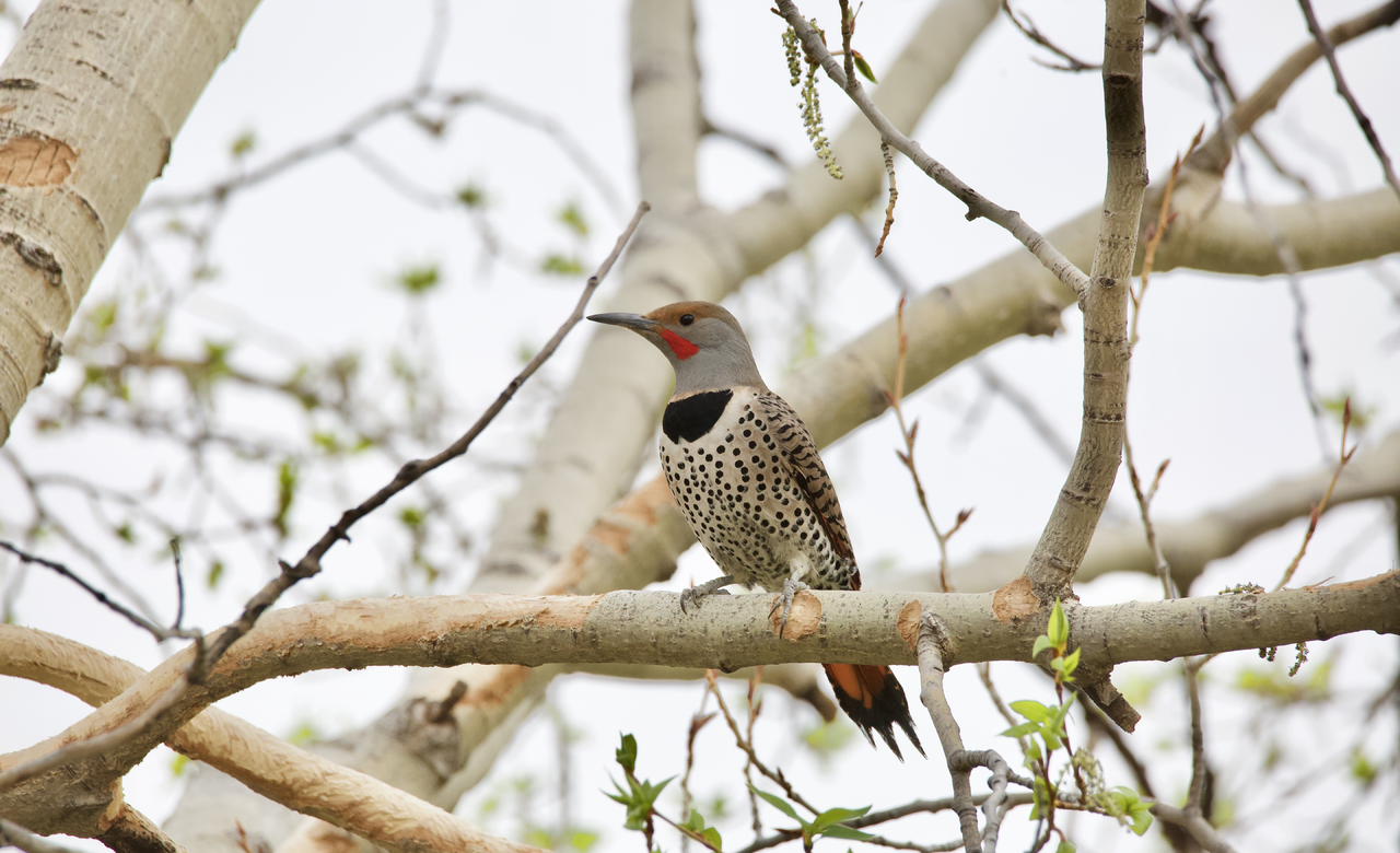 'Northern Flicker Pose'