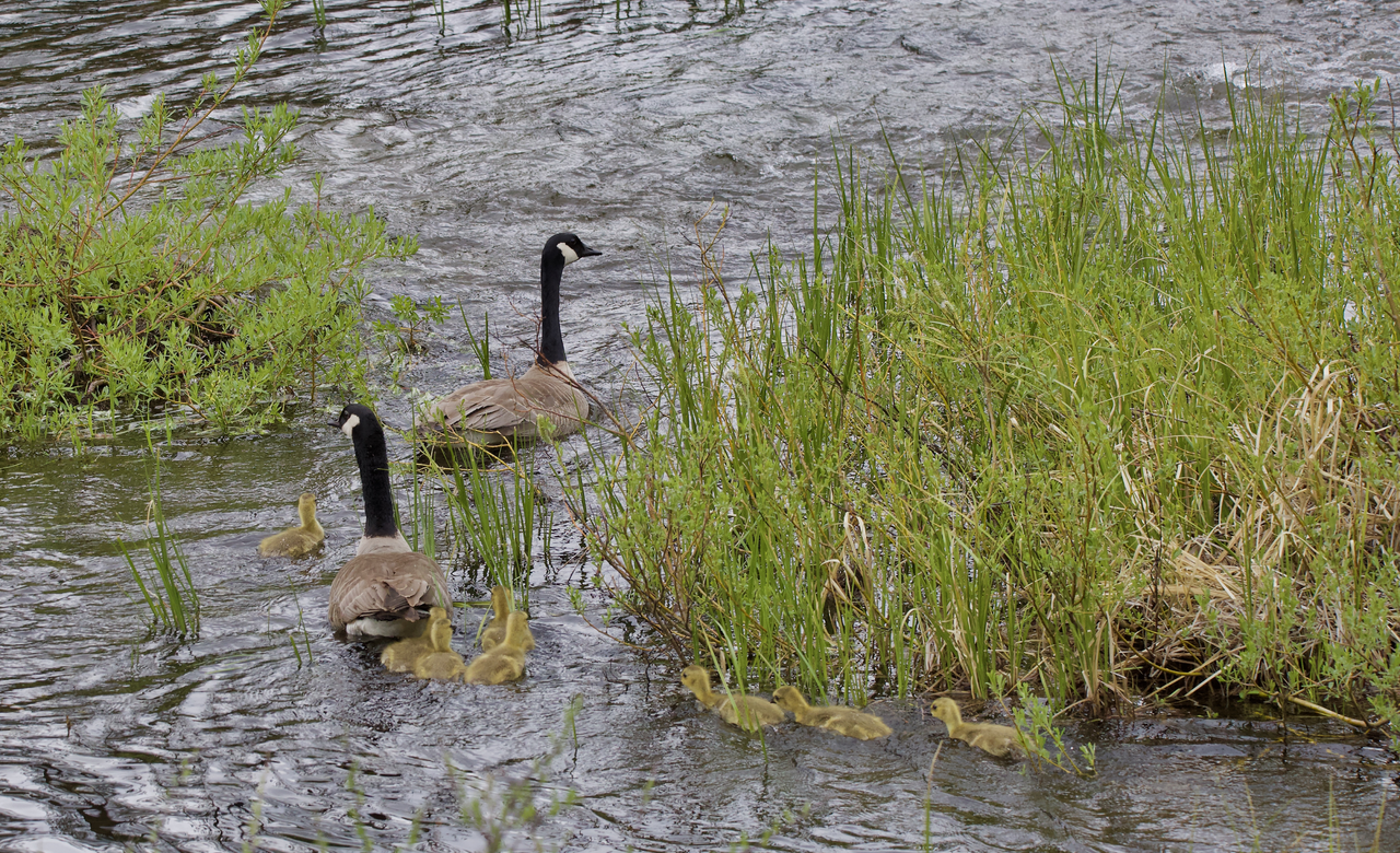 'Follow the leader'