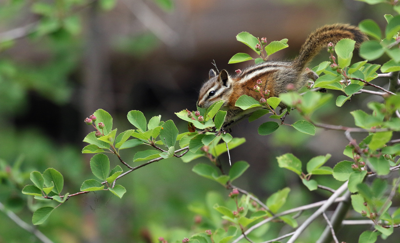Chipmunk