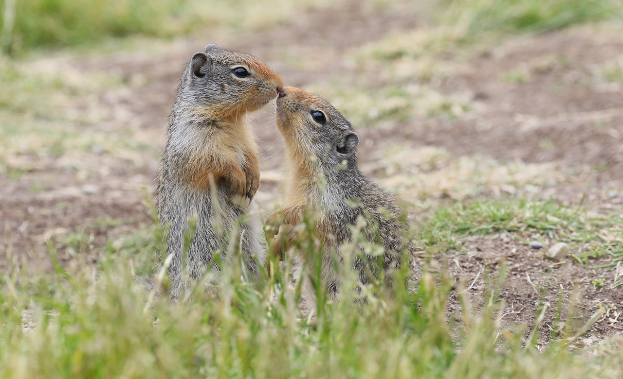 Nose to Nose