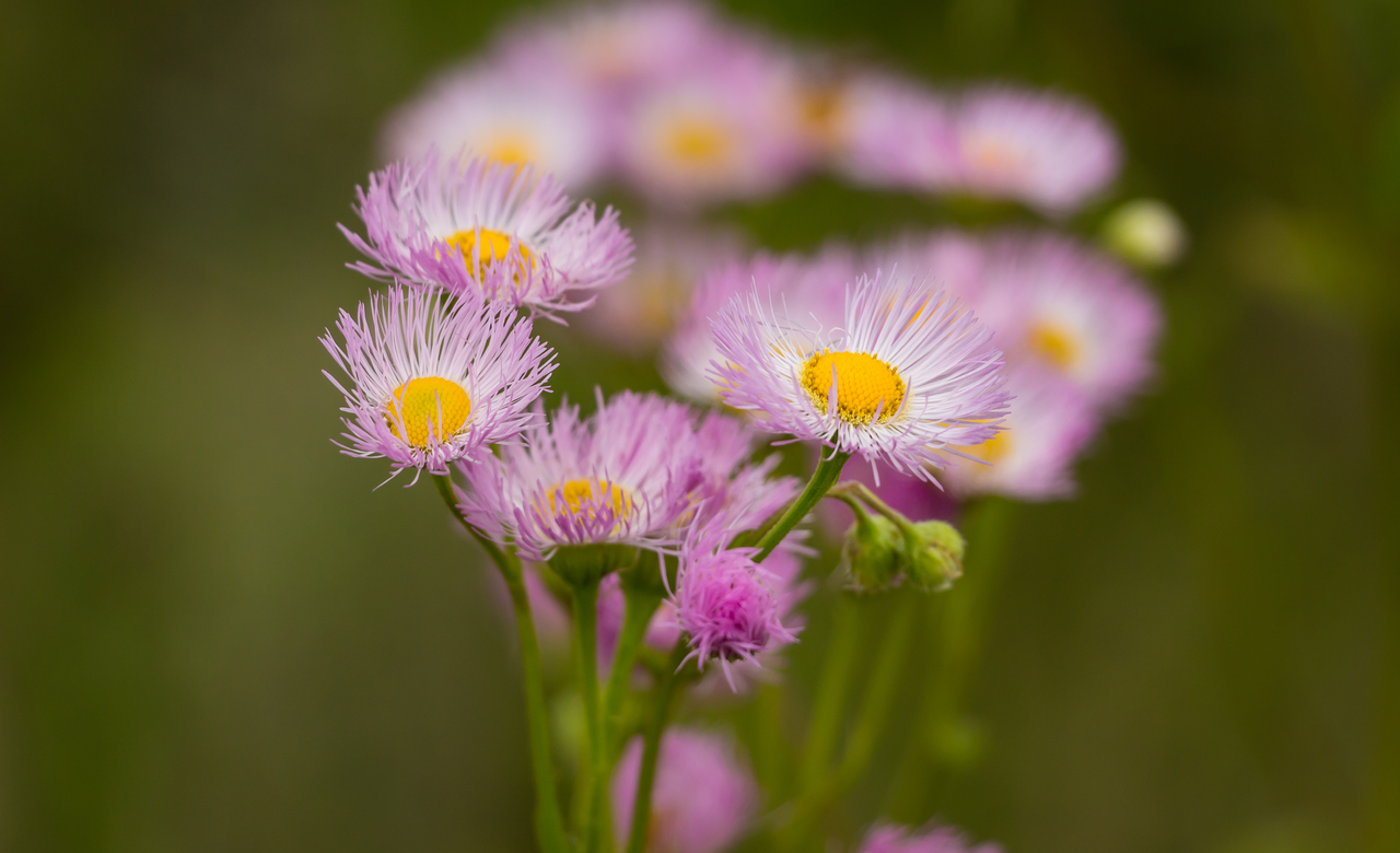 Smooth Fleabane